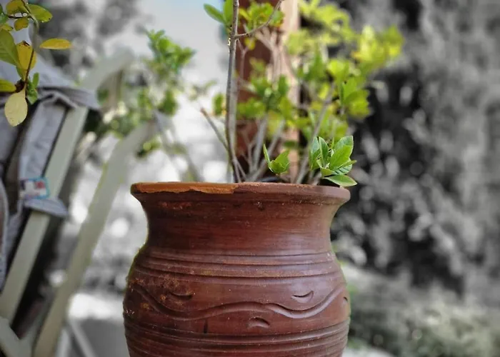 Genista - Irini Gardens