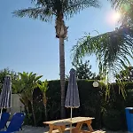 Genista - Irini Gardens Peyia