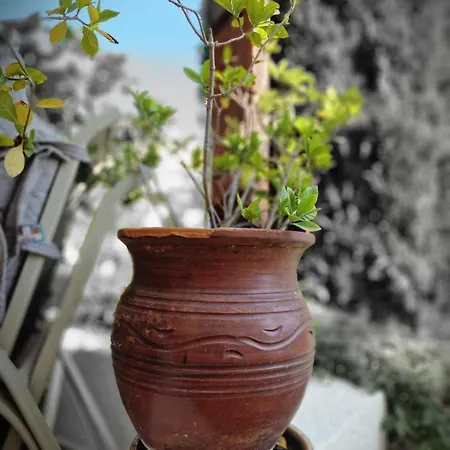 Genista House